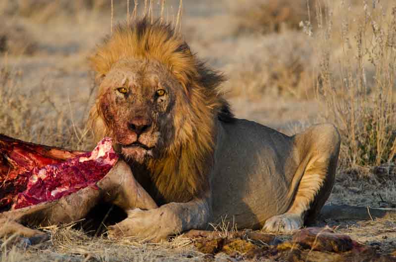 102 - Namibia - leones comiendo - parque nacional de Etosha